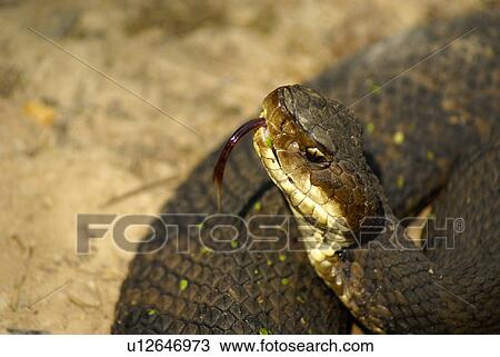 Stock Image -  water piscivorus moccasin wild snake poison. Fotosearch