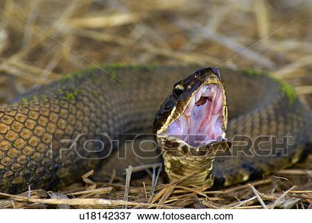 water piscivorus moccasin wild snake poison water View Large Photo Image Stock Photo - water piscivorus moccasin wild snake poison water . Fotosearch