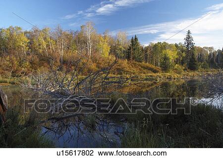 water pond in autumn colours riding mountain View Large Photo Image Stock Image - water pond in autumn colours riding mountain. Fotosearch