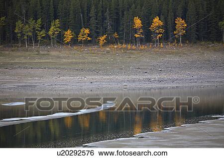 water reflected autumn trees in alberta jasper View Large Photo Image Stock Photograph - water reflected autumn trees in alberta jasper. Fotosearch