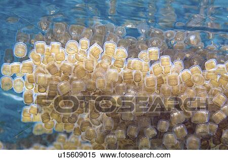 Stock Photography -  water school mass thimble sea jellyfish larvae . Fotosearch