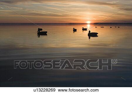 water silhouette duck decoys sunrise View Large Photo Image Stock Photo - water silhouette duck decoys sunrise . Fotosearch
