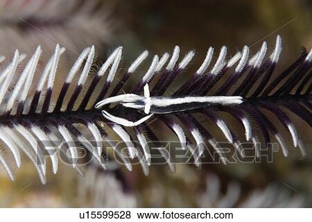 Stock Photo -  water star black white shrimp living arm crinoid . Fotosearch