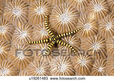 Stock Image -  water star juveile brittle hard coral starfish . Fotosearch