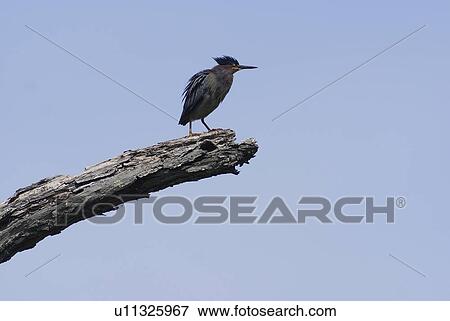 Stock Photo -  water summer spring green heron butorides small. Fotosearch
