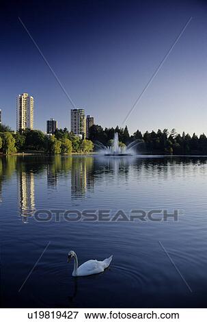 water swan fountain seen in lost lagoon View Large Photo Image Stock Photo - water swan fountain seen in lost lagoon. Fotosearch