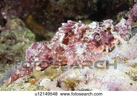 Stock Photo -  water this substrate waits for its prey swim . Fotosearch
