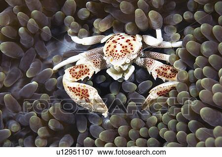 Stock Photo -  water this tiny porcelain crab commensal in sea . Fotosearch