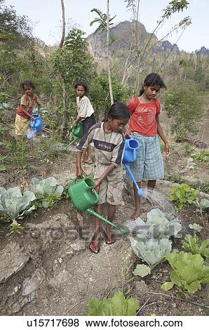 Stock Photo -  water timor leste girls watering vegetable east. Fotosearch