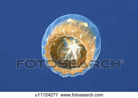 Stock Photo -  water tiny brown sea thimble jellyfish larvae . Fotosearch