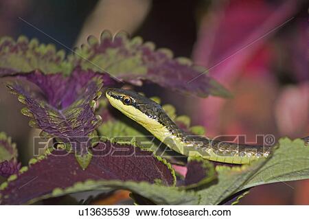 water tree non venomous snake found in solomon View Large Photo Image Stock Photo - water tree non venomous snake found in solomon . Fotosearch