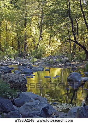water tree summer pattern reflection sedona az View Large Photo Image Stock Photo - water tree summer pattern reflection sedona az . Fotosearch