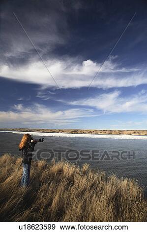 Stock Photo -  water young shooting snow geese goose animal . Fotosearch