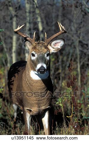whitetail buck close winnipeg manitoba canada View Large Photo Image Stock Photography - whitetail buck close winnipeg manitoba canada. Fotosearch