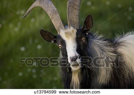 wild goats cliffs moher co clare goat herds View Large Photo Image Stock Photo - wild goats cliffs moher co clare goat herds. Fotosearch