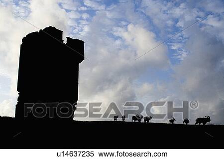 wild goats cliffs moher co clare goat herds View Large Photo Image Stock Photography - wild goats cliffs moher co clare goat herds. Fotosearch