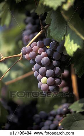 Picture -  wine wachau wein austria lower autumn grape vine. Fotosearch