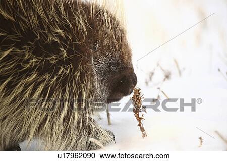 Stock Image -  winter closeup porcupine smelling plant frost . Fotosearch