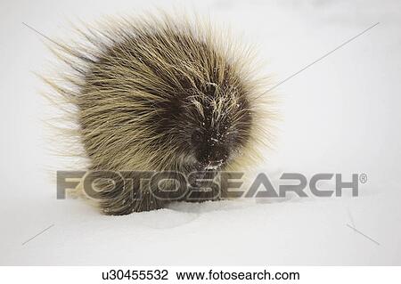 winter cold porcupine in field frost hoar snow View Large Photo Image Stock Image - winter cold porcupine in field frost hoar snow . Fotosearch
