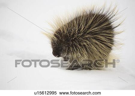 winter cold porcupine in frost hoar snow mammal View Large Photo Image Stock Photography - winter cold porcupine in frost hoar snow mammal . Fotosearch