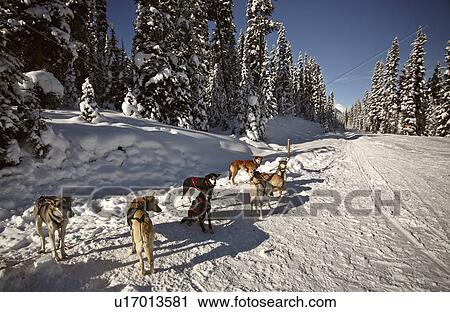 winter dogsled racing in alberta dogs snow trail View Large Photo Image Stock Image - winter dogsled racing in alberta dogs snow trail. Fotosearch