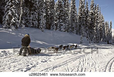 winter dogsled racing in alberta dogs snow trail View Large Photo Image Stock Image - winter dogsled racing in alberta dogs snow trail. Fotosearch