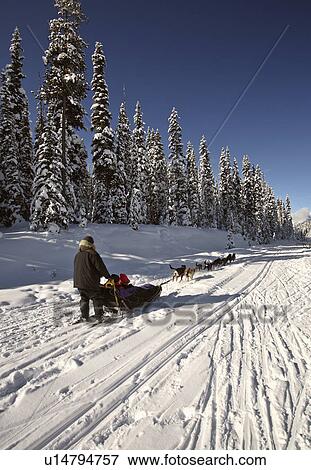 winter dogsled racing in alberta dogs snow trail View Large Photo Image Stock Photo - winter dogsled racing in alberta dogs snow trail. Fotosearch