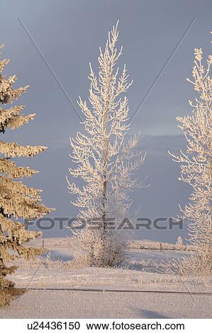 winter frost covered trees in rural hoar snow View Large Photo Image Stock Image - winter frost covered trees in rural hoar snow . Fotosearch