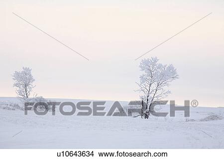 winter frosty day in snow covered View Large Photo Image Picture - winter frosty day in snow covered . Fotosearch
