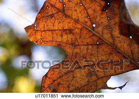 winter leaf fall foliage color colorful orange View Large Photo Image Stock Image - winter leaf fall foliage color colorful orange. Fotosearch