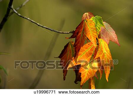 winter leaf fall orange colors die wither autumn View Large Photo Image Stock Image - winter leaf fall orange colors die wither autumn. Fotosearch