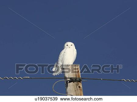 winter snowy owl perched power pole white spots View Large Photo Image Stock Photo - winter snowy owl perched power pole white spots. Fotosearch