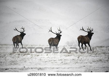 winter three male elk running in antlers wild View Large Photo Image Stock Image - winter three male elk running in antlers wild . Fotosearch