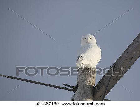 winter young male snowy owl perched power pole View Large Photo Image Stock Photo - winter young male snowy owl perched power pole . Fotosearch