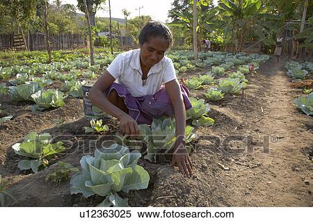 Stock Photography -  woman timor leste cabbage east asia . Fotosearch
