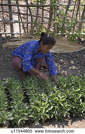 Stock Photography -  woman timor leste garden in aosera village east. Fotosearch