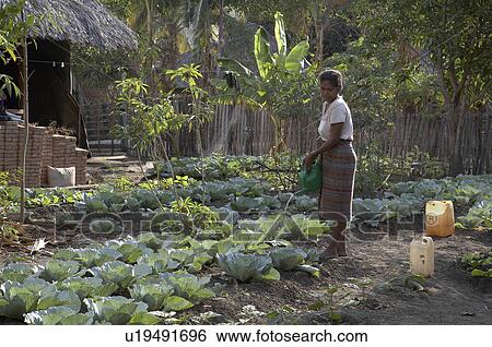 Stock Photograph -  woman water timor leste watering cabbage east se. Fotosearch