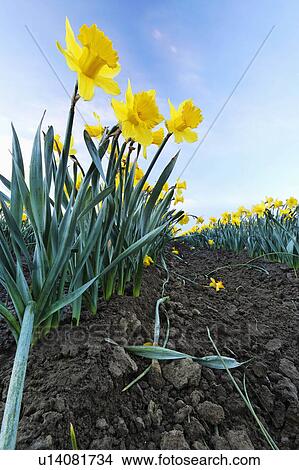 Picture -  yellow daffodils growing rich soil . Fotosearch
