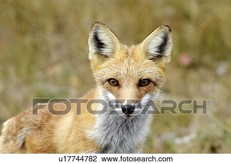 young red fox ontario canada vulpes cute curious View Large Photo Image Stock Image - young red fox ontario canada vulpes cute curious. Fotosearch