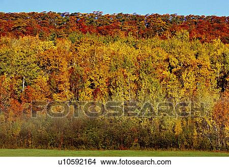 abrightly colored treeline in autumn splender View Large Photo Image Picture - abrightly colored treeline in autumn splender. Fotosearch