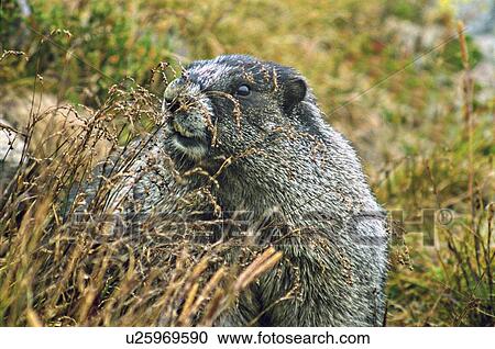 adult hoary marmot in some mountain alpine wild View Large Photo Image Stock Image - adult hoary marmot in some mountain alpine wild. Fotosearch
