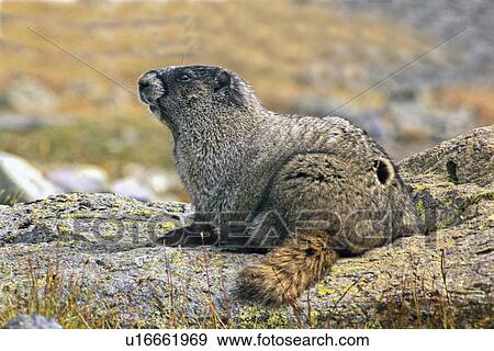 Stock Photo -  adult hoary marmot sitting large mountain alpine. Fotosearch