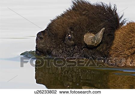 adult male bison swimming lake astotin in elk View Large Photo Image Stock Image - adult male bison swimming lake astotin in elk. Fotosearch