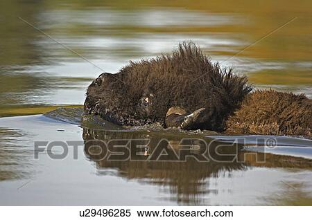 adult male bison swimming lake astotin in elk View Large Photo Image Stock Photography - adult male bison swimming lake astotin in elk. Fotosearch