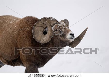 Picture -  adult rocky mountain bighorn sheep in dominant. Fotosearch