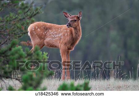 Stock Photograph -  baby calf elk standing hill in jasper national. Fotosearch