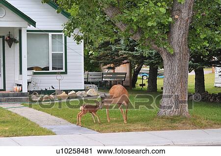 baby house mother mule deer licking new born View Large Photo Image Stock Image - baby house mother mule deer licking new born . Fotosearch