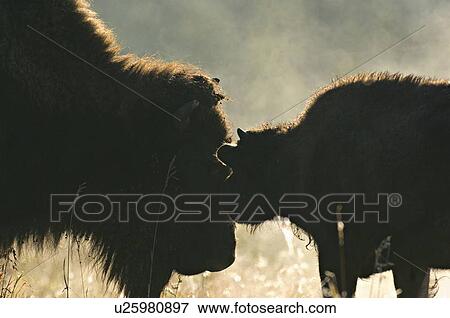 baby mother bison showing affection backlit View Large Photo Image Stock Photo - baby mother bison showing affection backlit . Fotosearch
