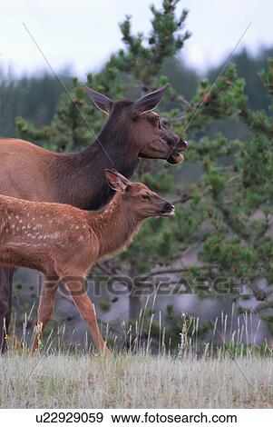 baby mother elk hurries precious calf away trot View Large Photo Image Stock Photo - baby mother elk hurries precious calf away trot. Fotosearch