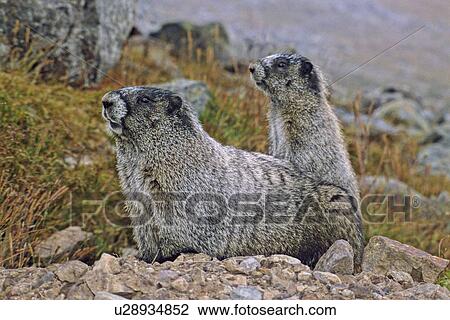 baby mother hoary marmot thier burrow in alpine View Large Photo Image Stock Image - baby mother hoary marmot thier burrow in alpine. Fotosearch